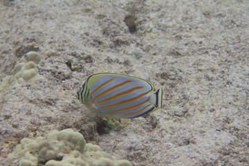 Ornate Butterflyfish on Coral Reef