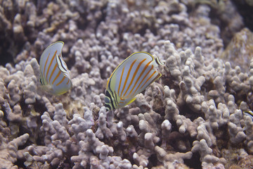 Ornate Butterflyfish on Coral Reef