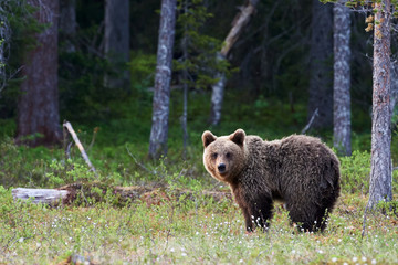 Brown bear in the finnish taiga