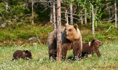 Female brown bear and her cubs