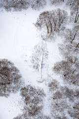 Aerial view of a beautiful Italian snowy forest with a fallen tree in the middle. Winter season in Italy. National Park of Abruzzo, Lazio and Molise, Italy.