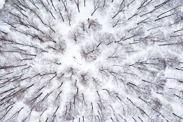 Aerial view of a beautiful Italian snowy forest. Winter season in Italy. National Park of Abruzzo, Lazio and Molise, Italy.
