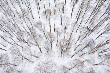 Aerial view of a beautiful Italian snowy forest. Winter season in Italy. National Park of Abruzzo, Lazio and Molise, Italy.