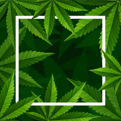 Marijuana plant and cannabis on green background.