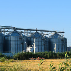 Obraz premium The rice plant