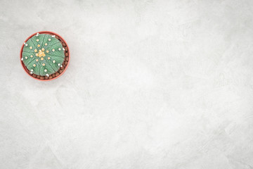 Cactus and notebook on the office table, grey concrete background, flat lay