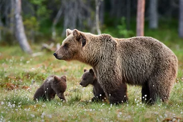 Fotobehang Mother bear and cubs © lucaar