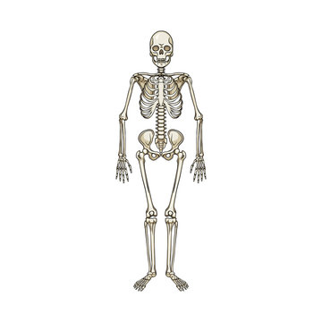 Isolated object of bone and skeleton icon. Set of bone and human stock vector illustration.