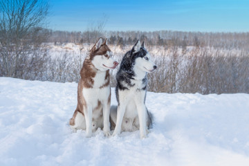 Portrait two dogs Siberian husky on the background of the winter landscape. 