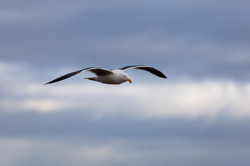 Fototapeta na wymiar Seagull flying over water La Jolla, San Diego, California