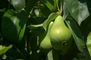 Close-up of pears and leaves on a branch in a gardren. Healthy organic natural fruit.
