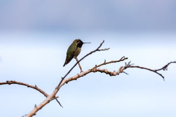 Hummingbird (Anna's Hummingbird) sitting on branch,  La Jolla, San Diego, California