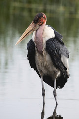 Portrait of a large African marabou (Leptoptilos crumenifer).