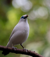 Brilliant White Plumage on a Close Up of a Bali Myna with Blue Eye Patch
