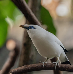 Brilliant White Plumage on a Close Up of a Bali Myna with Blue Eye Patch