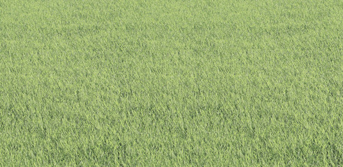 Green-yellow fields natural background. Top view