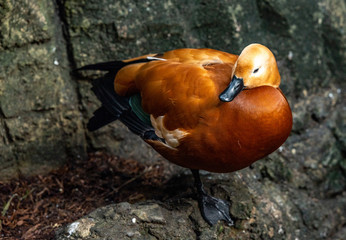 Deep Orange and Tan Plumage on a Close Up of a  Ruddy Shelduck  