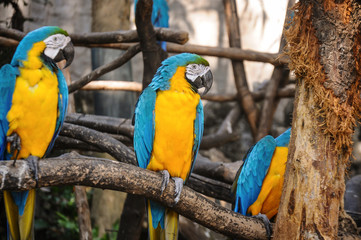 Blue and Yellow Macaws Sitting on the Branch
