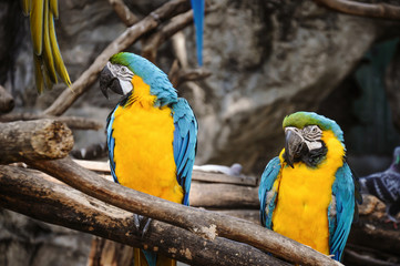 Blue and Yellow Macaws Sitting on the Branch