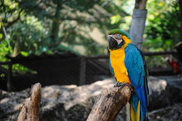 Blue and Yellow Macaw Sitting on the Branch