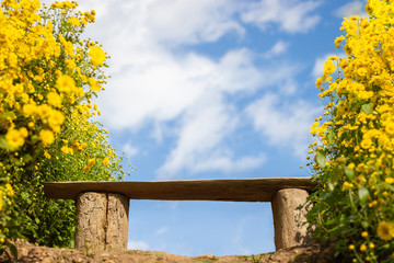 Fototapeta premium Bench among yellow chrysanthemum field with the white clouds and blue sky background.