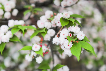 Sakura. Cherry blossoms japan. Pink spring blossom background.