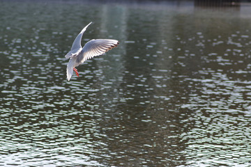 飛翔するユリカモメ