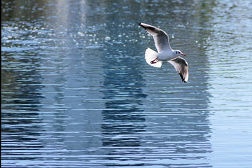 飛翔するユリカモメ