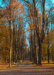 autumn in the park