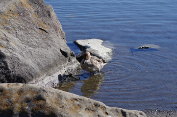 水辺の鴨