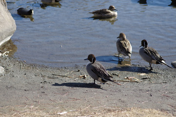 水鳥たち