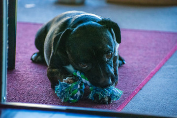 Puppy Playtime