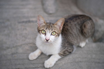 Fototapeta na wymiar Thai cat on the gray concrete.
