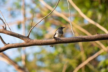 little bird in the morning