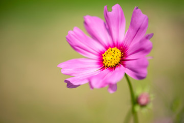 pink cosmos flower beautiful