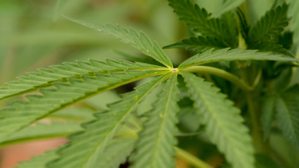 Cannabis Leaf Marijuana Weed Leaf plant in garden