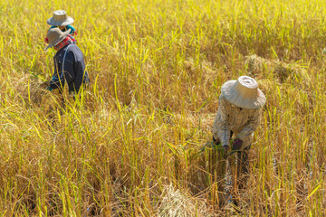 farmer using sickle to harvesting rice