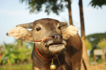 water buffalo head with rice field background
