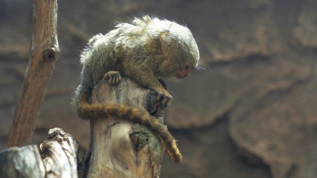 Pygmy marmoset sitting on the wooden branch at Batu Screet Zoo, East Java, Indonesia. Shot in 4k resolution
