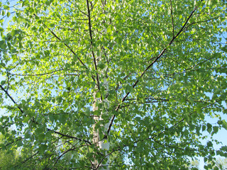 Fototapeta na wymiar Birch close-up clear day. Tree with green leaves on the background of the blue sky.