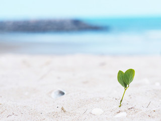 small plant grow with leaf heart shape on the beach.