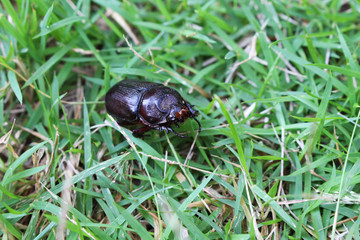 dark brown beetle on green grass