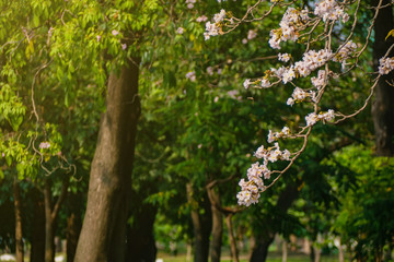 Landscape of tree in the park