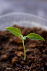 Little Green Plant or Tree with Dirt and soil