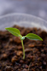 Little Green Plant or Tree with Dirt and soil