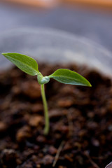 Little Green Plant or Tree with Dirt and soil