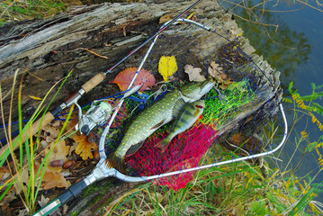 Pike and perch caught on spinning