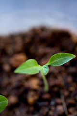 Little Green Plant or Tree with Dirt and soil
