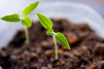 Little Green Plant or Tree with Dirt and soil