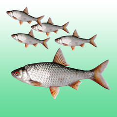 Fish roach on a light background. Isolated on white.